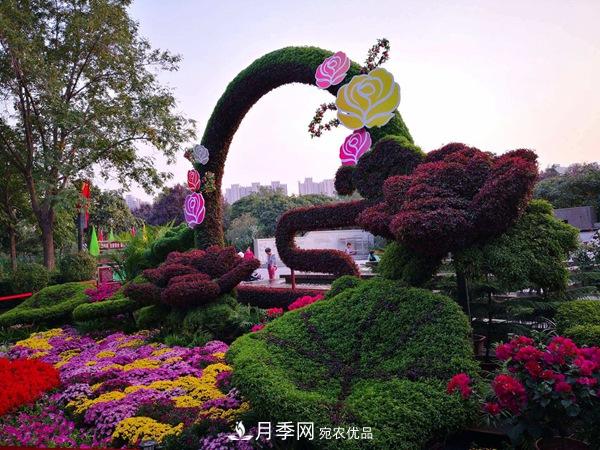 中國(guó)十大月季園盤點(diǎn)！賞月季不能錯(cuò)過(圖6)