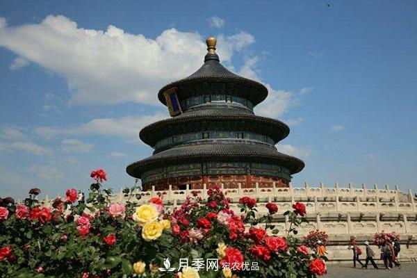 中國(guó)十大月季園盤點(diǎn)！賞月季不能錯(cuò)過(圖5)