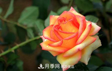 月季和玫瑰的簡(jiǎn)單區(qū)別辦法(圖1)