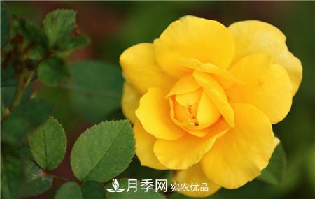 月季和玫瑰的簡(jiǎn)單區(qū)別辦法(圖2)