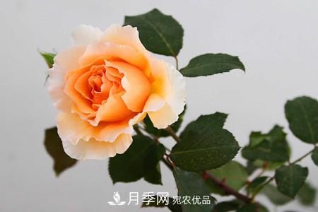 月季和玫瑰的簡(jiǎn)單區(qū)別辦法(圖3)