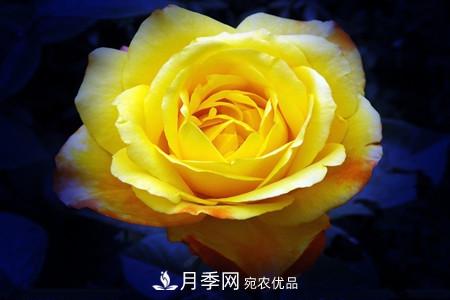 月季和玫瑰的簡(jiǎn)單區(qū)別辦法(圖4)