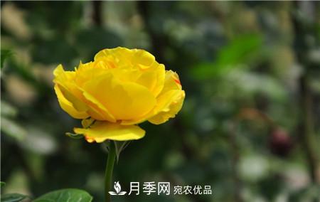 月季和玫瑰的簡(jiǎn)單區(qū)別辦法(圖5)