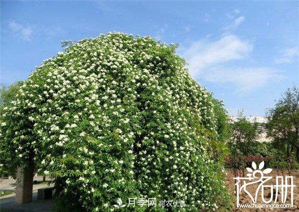 爬藤月季什么品種***美？十大爬藤月季排名(圖2)