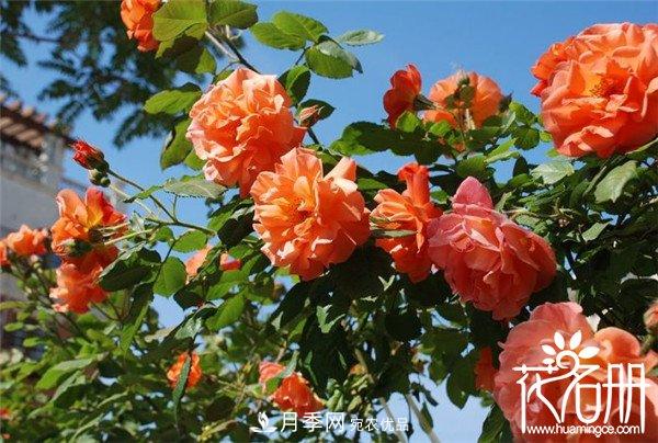 爬藤月季什么品種***美？十大爬藤月季排名(圖4)