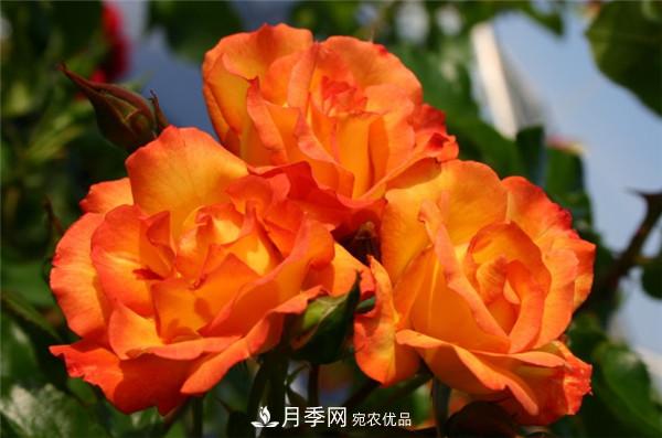 爬藤月季什么品種***美？十大爬藤月季排名(圖5)