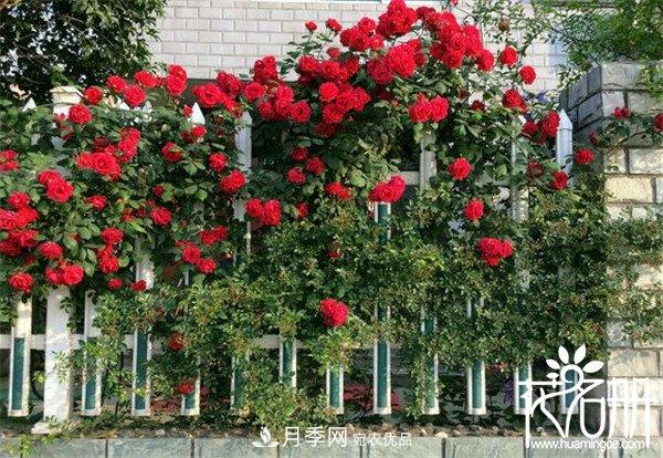 爬藤月季什么品種***美？十大爬藤月季排名(圖6)