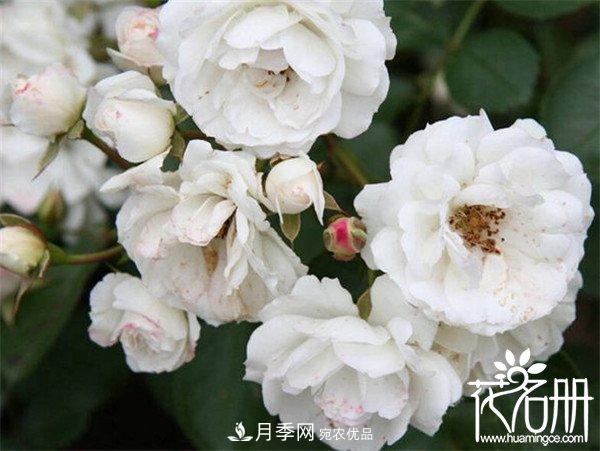 爬藤月季什么品種***美？十大爬藤月季排名(圖7)