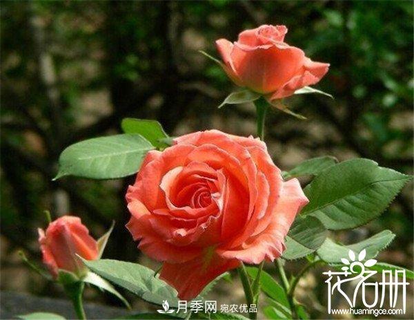 爬藤月季什么品種***美？十大爬藤月季排名(圖8)