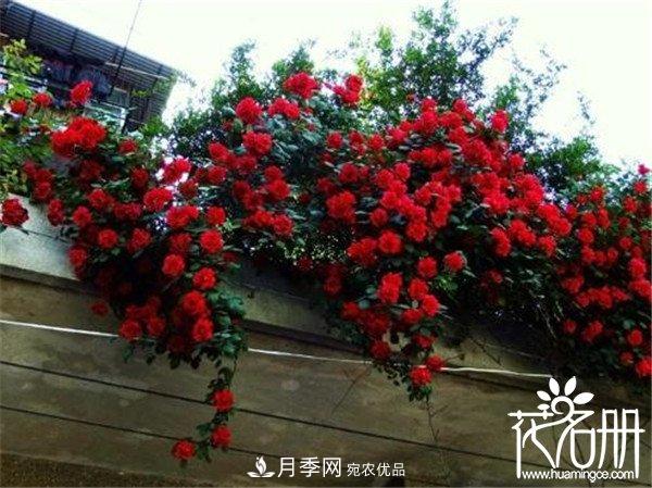爬藤月季什么品種***美？十大爬藤月季排名(圖3)