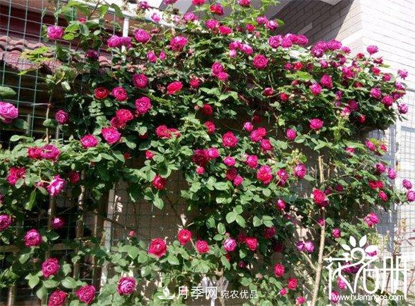 爬藤月季什么品種***美？十大爬藤月季排名(圖9)