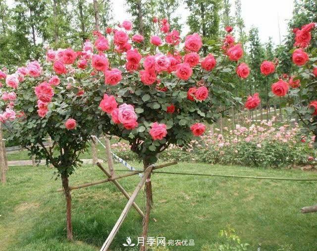 怎樣能讓自己的月季扦插苗養(yǎng)活且壯？(圖1)