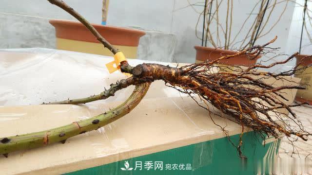 怎樣能讓自己的月季扦插苗養(yǎng)活且壯？(圖2)