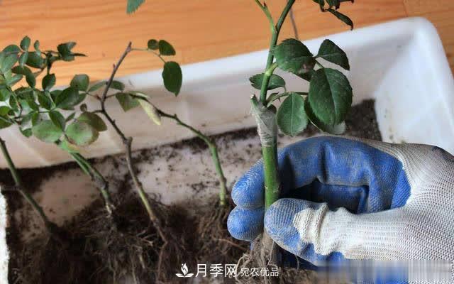 怎樣能讓自己的月季扦插苗養(yǎng)活且壯？(圖3)