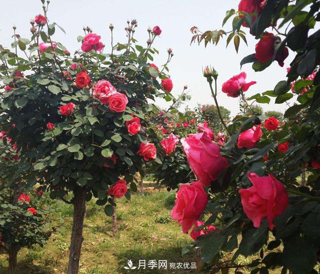 南陽樹狀月季，大花月季，基地直銷，貨源充足，推薦南陽月季(圖3)