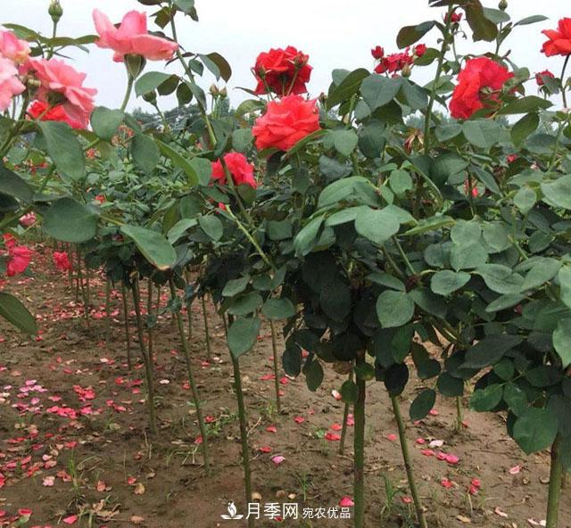 南陽樹狀月季，大花月季，基地直銷，貨源充足，推薦南陽月季(圖4)