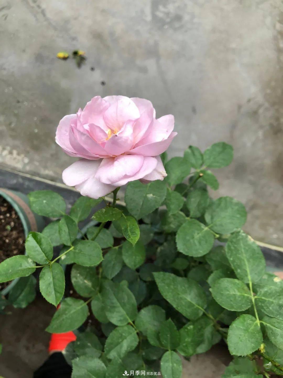 5種藍色網(wǎng)紅月季，你見過幾種？(圖8)