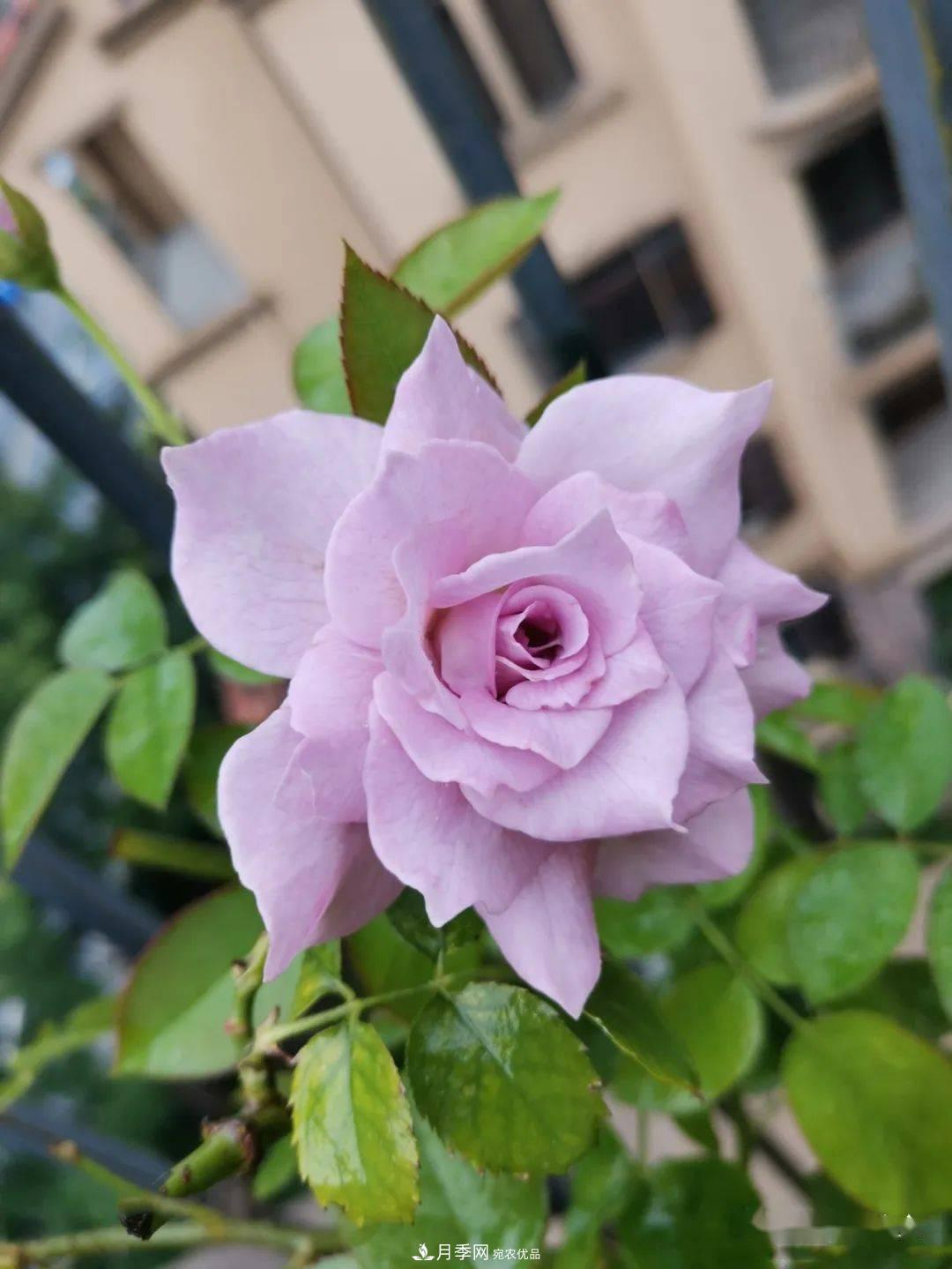 5種藍色網(wǎng)紅月季，你見過幾種？(圖9)