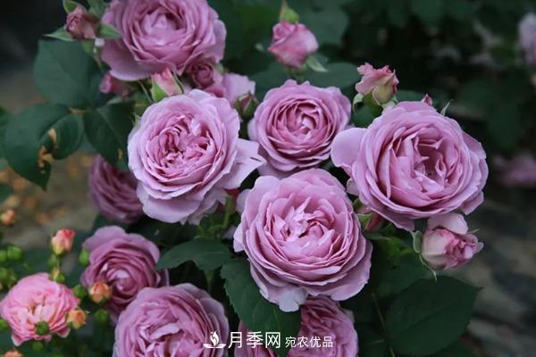 十大熱門(mén)的豐花月季品種推薦(圖1)