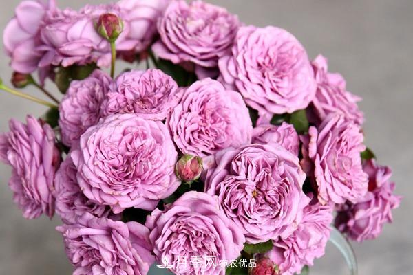 十大熱門(mén)的豐花月季品種推薦(圖3)