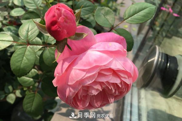十大熱門(mén)的豐花月季品種推薦(圖2)