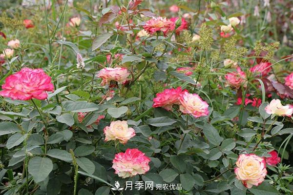 十大熱門(mén)的豐花月季品種推薦(圖4)