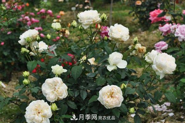 十大熱門(mén)的豐花月季品種推薦(圖5)