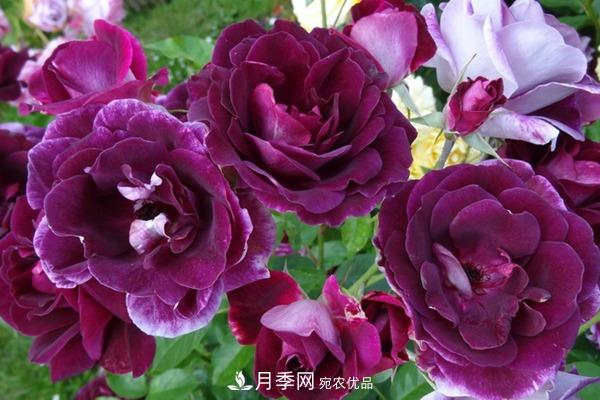 十大熱門(mén)的豐花月季品種推薦(圖7)