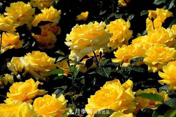 十大熱門(mén)的豐花月季品種推薦(圖8)