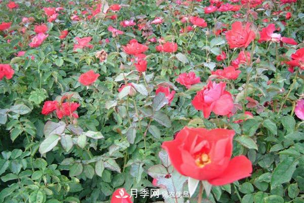 十大熱門(mén)的豐花月季品種推薦(圖10)