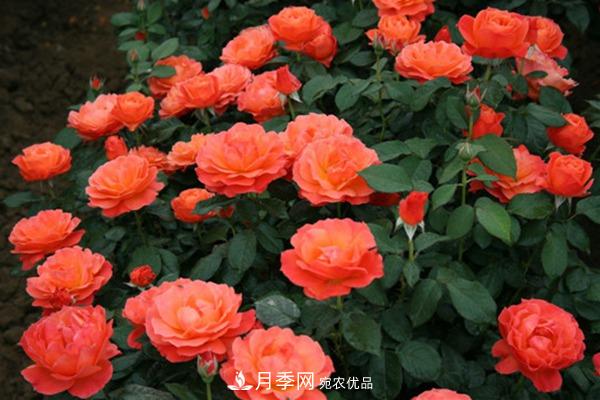 十大熱門(mén)的豐花月季品種推薦(圖9)