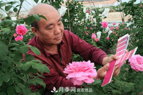 北京月季專家俞紅強(qiáng)： 不僅育月季新品，還要育月季產(chǎn)業(yè)(圖1)