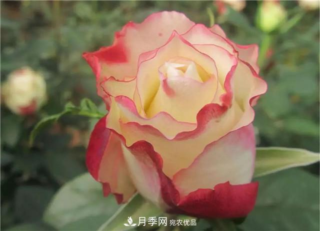 云南錦海舉辦月季新優(yōu)品種推介會 56個切花月季新品種各展嬌姿(圖4)