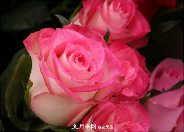 云南錦海舉辦月季新優(yōu)品種推介會 56個切花月季新品種各展嬌姿(圖5)