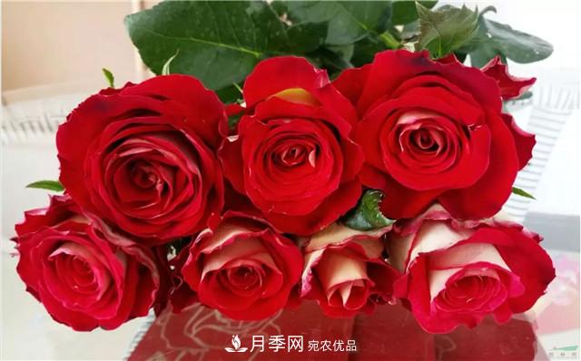 云南錦海舉辦月季新優(yōu)品種推介會 56個切花月季新品種各展嬌姿(圖6)