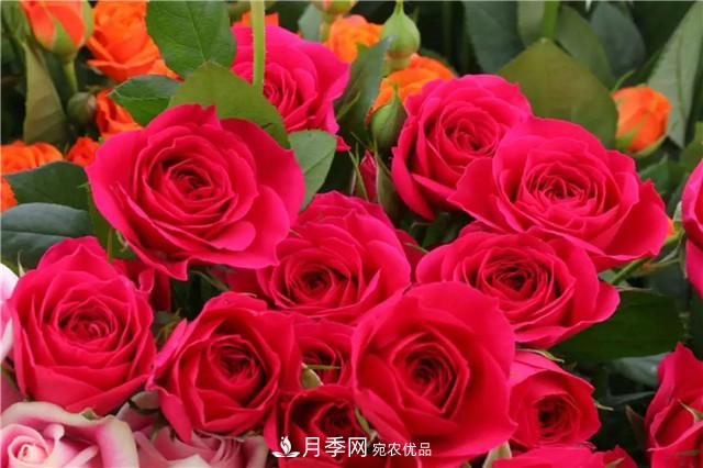 云南錦海舉辦月季新優(yōu)品種推介會 56個切花月季新品種各展嬌姿(圖7)