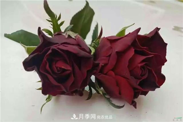 云南錦海舉辦月季新優(yōu)品種推介會 56個切花月季新品種各展嬌姿(圖1)