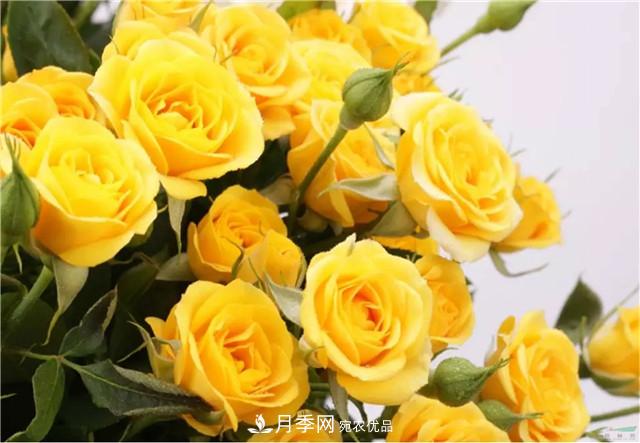 云南錦海舉辦月季新優(yōu)品種推介會 56個切花月季新品種各展嬌姿(圖3)