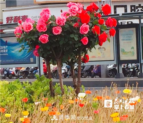 樹狀月季很養(yǎng)眼，云南昆明上萬株高稈月季熱情綻放(圖2)