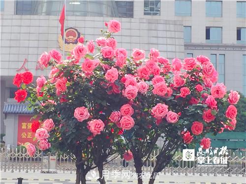 樹狀月季很養(yǎng)眼，云南昆明上萬株高稈月季熱情綻放(圖3)