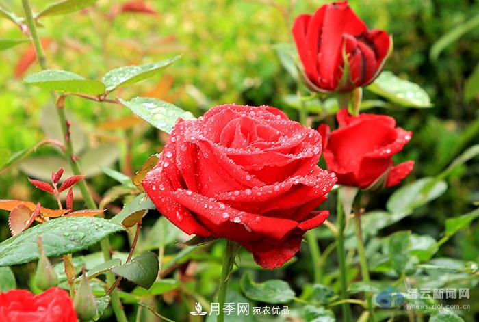 浙江縉云月季盛開迷人眼(圖集)(圖2)