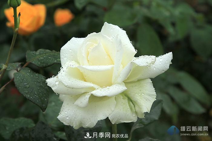 浙江縉云月季盛開迷人眼(圖集)(圖5)
