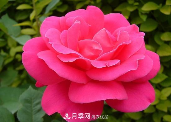 月季開花天數(shù)為何長(zhǎng)短不一？月季花期分析(圖1)