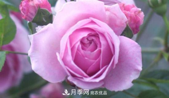 歐月月季有哪些必買的品種？(圖1)