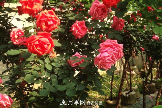 綠化種植后，月季樹還會(huì)長(zhǎng)粗嗎？(圖3)