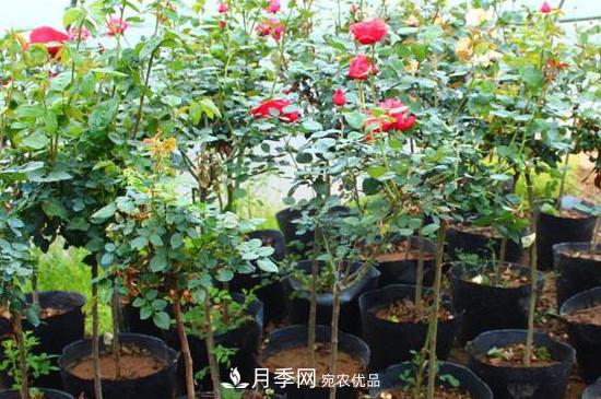 綠化種植后，月季樹還會(huì)長(zhǎng)粗嗎？(圖2)