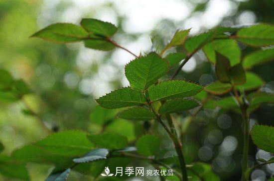 月季長綠色蚜蟲怎么辦？(圖1)