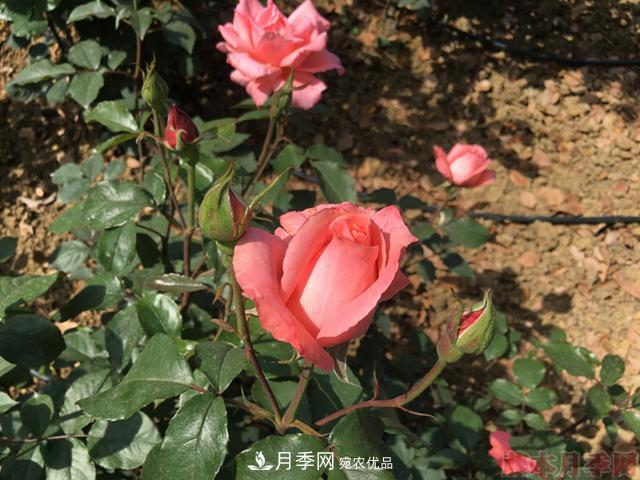 月季移栽需要馬上澆水嗎？(圖1)
