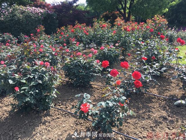 月季移栽需要馬上澆水嗎？(圖2)
