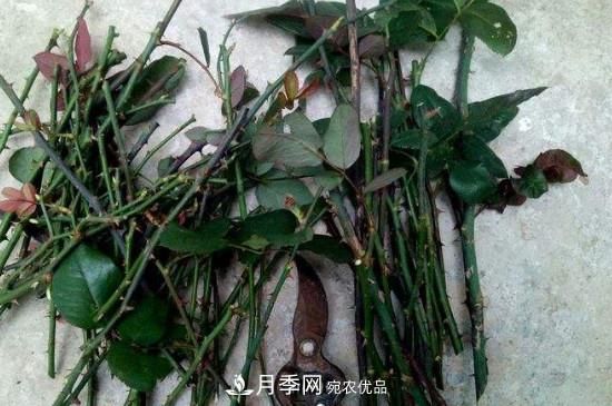 灌木月季養(yǎng)護需要修剪嗎？(圖2)